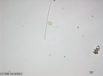 phyto/Bizerte/bizerte_lagoon/RISCO April 2014/Cocconeis sp1 (150402_001_ovl).TIF(copy)_thumb.jpg